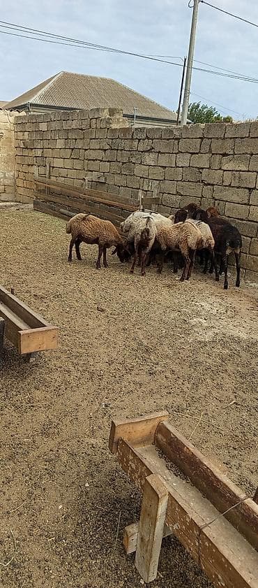 cucelerin satisi: Qoyun sürüsü – qarışıq rənglərdə, yerli ətlik-yunlu tip - Növ: yerli — 3