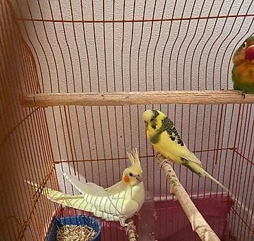 Korellar saglam quslardi ele orgesib dansdirmaqda olar isdeyen lalafo.az -da Korellar saglam quslardi ele orgesib dansdirmaqda olar isdeyen