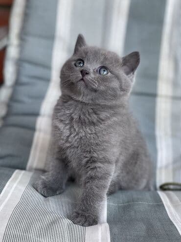 ag pisik: Şotland, Erkək, Dişi, Ödənişli çatdırılma — 5