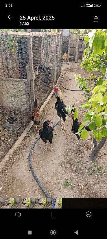 Hinduşka: Xoruz, Heyratı, il: 1, Ünvandan götürmə — 2