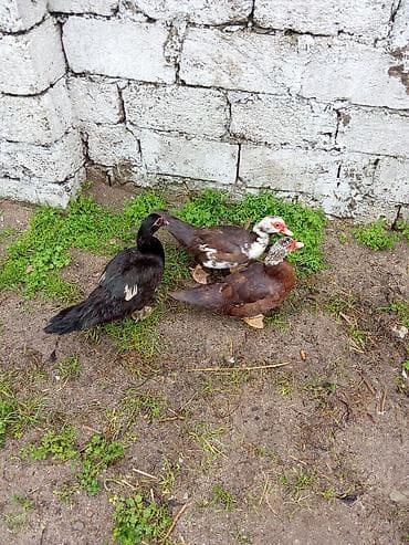 Üç dışı bir erkey 100 manat kirasnadar birde zümrüt maya - Cins lalafo.az -da Üç dışı bir erkey 100 manat kirasnadar birde zümrüt maya - Cins