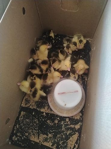 ordey balası: 3 günlük lal ördək balaları ördək altınnan çıxmadı — 1