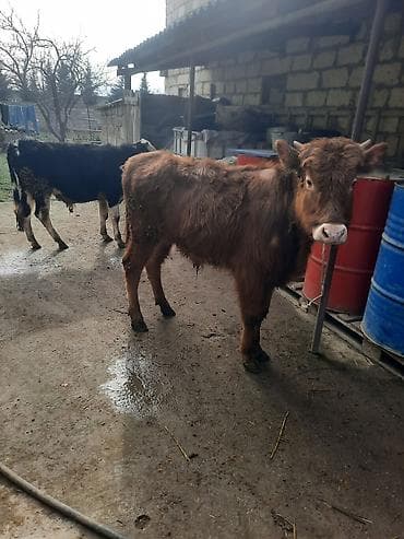 bit daragi harada satilir: Satılır: 2 baş dana - Qırmızı-qəhvəyi dana: balaca buynuzlu, sıx — 3