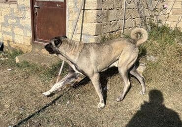 Pişiklər: Kanqal, 2 il, Erkek, Ünvandan götürmə — 5