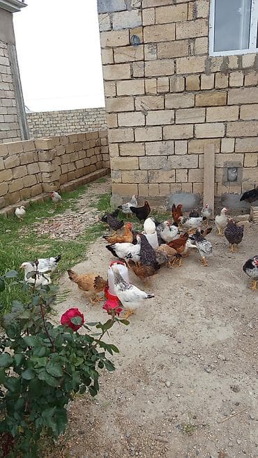 ev quşlari haqqinda melumat: Toyuq, Damazlıq — 1