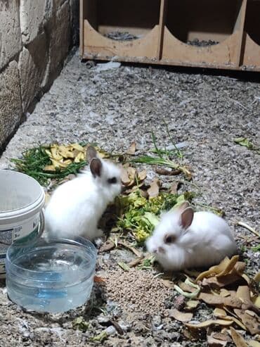 Gəmiricilər: Ağ tüklü dekorativ dovşan balaları - Növ: dekorativ cırtdan dovşan — 5