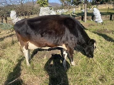 mal qoyun: İnək 1 həftəlik balası ilə satılır(balası dişidi).15-20 litr süd — 1