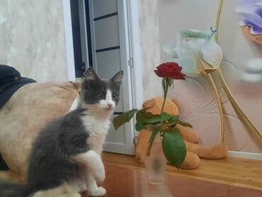 где можно купить котенка: Yaxşı əllərə, Ünvandan götürmə — 1