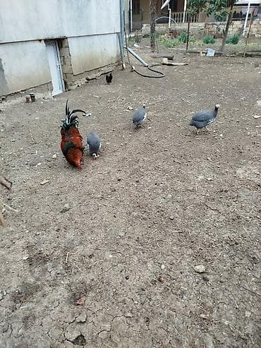 firəng toyuğu: Toyuq, Damazlıq — 1