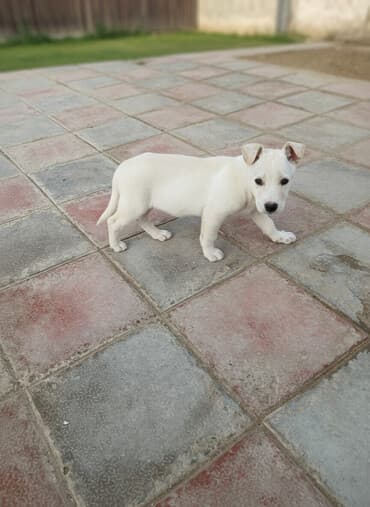 Heyvanlar üçün mallar: Balaca, krem rəngli it balası Xüsusiyyətlər: - Ağımtıl/krem rəngli — 1