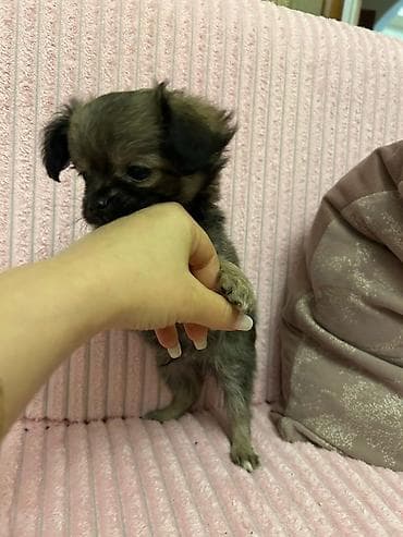 pitbull iti satilir: İtlər — 5