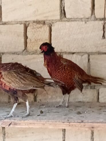 geref quşu: Esil Qafqaz qirqovulu unvan Gence basqa nov wirqovularda var keklik — 3