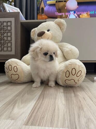 tüklü itlər: Pekines, 2 ay, Dişi, Ödənişli çatdırılma — 2