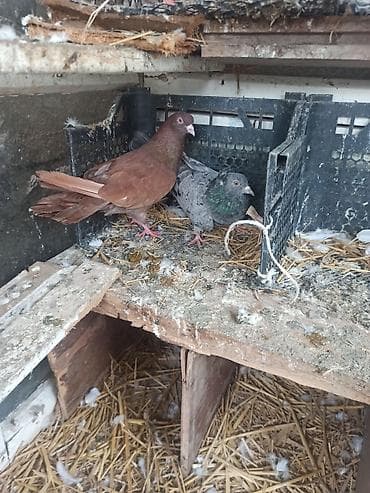 göyərçin satılır: Cüt 20m qırmızı erkek ebres maya — 1