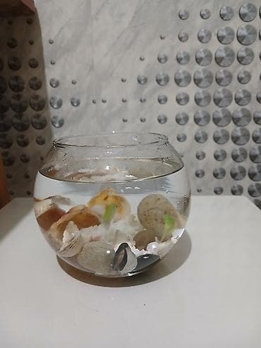 Pişiklər: Şüşə akvarium dekoru – mini balaca qlobus formalı akvarium baliglar 2 — 2