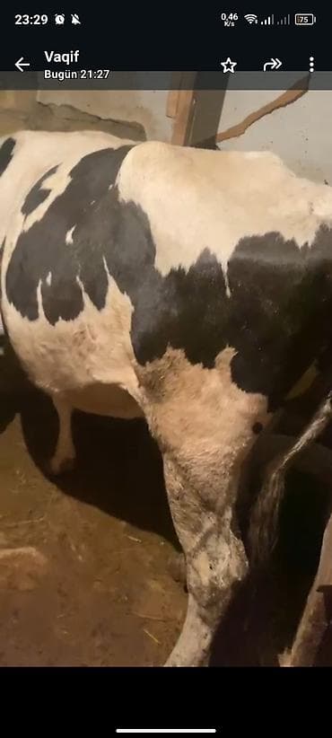 it satısı: Holşteyn növündə inək. 1 aya dogacaq bogazdı heyvan 2 ci qarına — 3