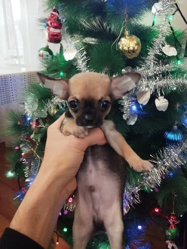 Çixuahua, 2 ay, Sənədli, Ünvandan götürmə lalafo.az -da Çixuahua, 2 ay, Sənədli, Ünvandan götürmə