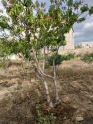 Kommersiya daşınmaz əmlakı: 23 sot, Biznes üçün, Mülkiyyətçi, Müqavilə — 5