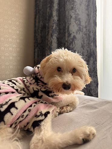 sharm: Ev heyvanları üçün tam aksesuar dəsti - Avtomobil üçün it/piar üçün — 1