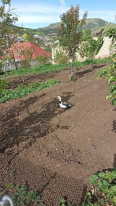 ördək: Muscovy ördəkləri – damazlıq sürü - Növ: Muscovy (hind ördəyi) - — 5