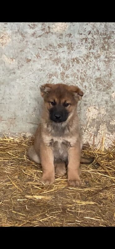 en ucuz itler: Qurdbasar, 2 ay, Dişi — 1