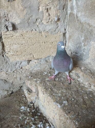 домики для собак: Mayadırlar — 5