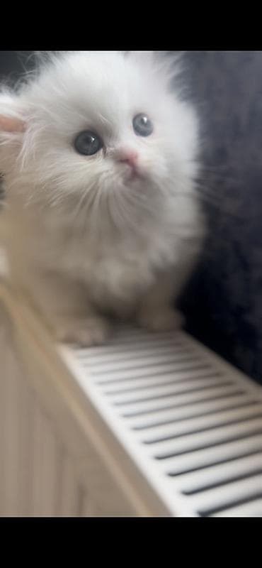 Pişiklər: Fars, Erkək — 1