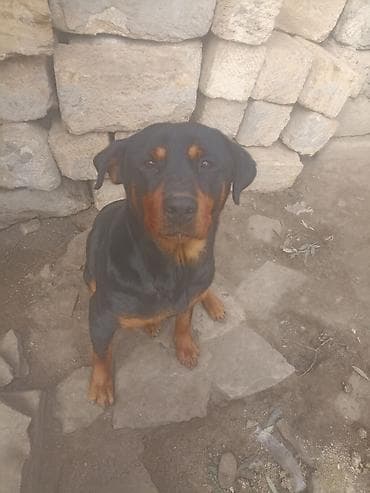 it gəncə: Rotveyler — 3