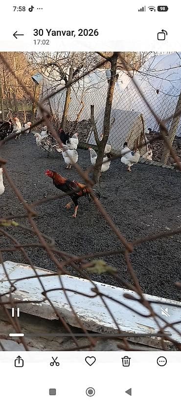 canavar dişi satılır: Yaş yarmlığ Brazil cins hal hazırda tüləkdədi axır şəkildə paylaşıb — 1