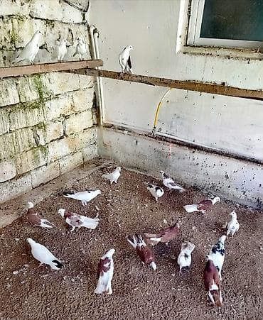 quş: Temiz Bakı enli quyruqları 20 dene heyvandi kom satılır Öz — 7