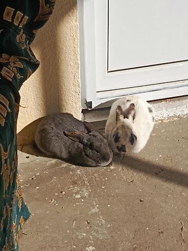 Рогатый скот: 4 ədəd di 3 düşi 1 erkek dovşanlar dişilərin hamsı hamilədi ünvan yeni — 1