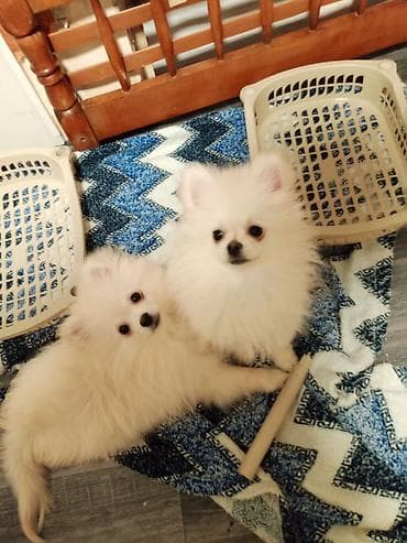 heyvan cütləşməsi: Şpitz, 4 ay, Dişi, Peyvəndli, Ünvandan götürmə — 5