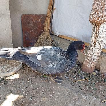 balaca sirin itler: Təmiz Qan Orginal Macar sortu 6 Aylıq Fərədi tam sağlam aktiv Fərədi — 6