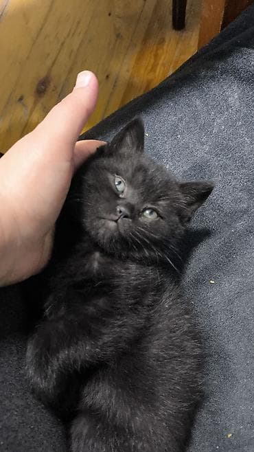 siyam pisik: Şotland yastı qulaq — 4