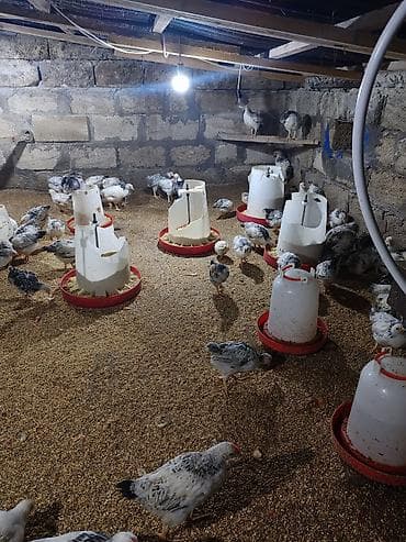 yumurtalik toyuqlar: Təcili Satılır Serebris F6 colpaları 125 ədəd Colpa irili xırdalı 2 ay — 3