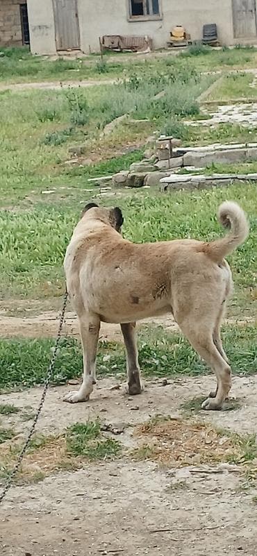 lelekli heyvanlar: Kanqal, 2 il, Erkek, Peyvəndli, Ödənişli çatdırılma — 7