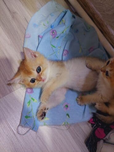 отдам в хорошие руки маленькую пушистую собаку: Qızıl şinşilla, Dişi, Yaxşı əllərə, Ünvandan götürmə — 7