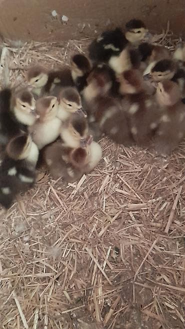 ördək balası: 16 dene ördək balası 1Ana ördək Lavanda zümrüdü krasnadar balalar — 3