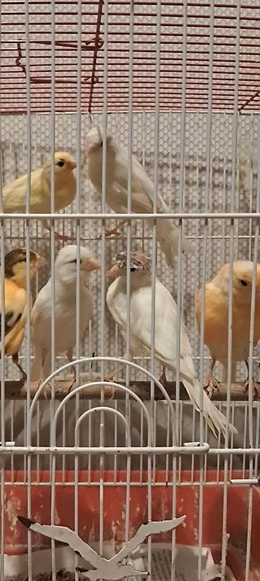 Cavan quşlar satılır Erkək və maya 50 m başlayır