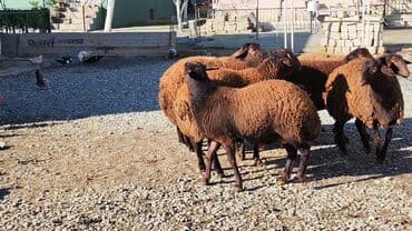 tap az qoyun: Qoyun sürüsü – yerli ətlik-südlük istiqamət - Növ: qaragül/yerli tükü — 3