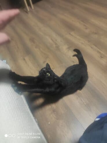 sibir pişiyi: Yaxşı əllərə — 3