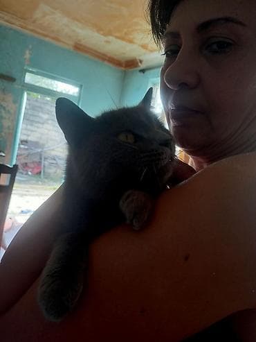 pisikler: Şotland — 7