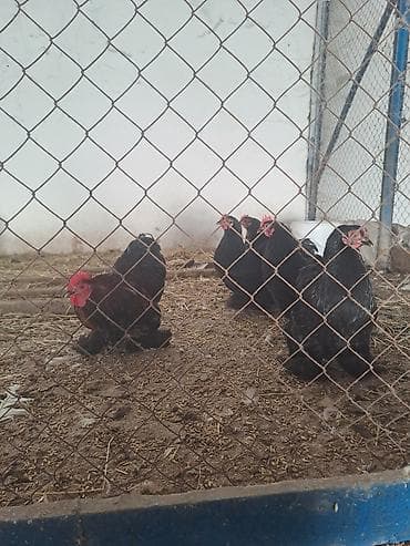 sibrayt toyuqlari: Toyuq, Brama, Damazlıq — 2