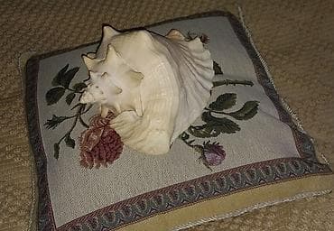 Bərkidici məhsullar: Dekorativ iri dəniz ilbizinin (konx) qabığı - Təbii, qalın və ağır — 2