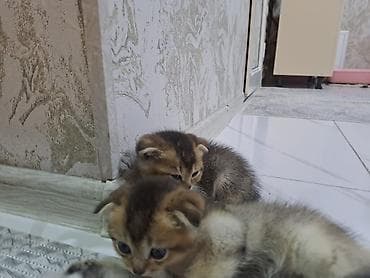 Britaniya və Şotland qırma pişik balaları - Növlər: Britaniya — 4