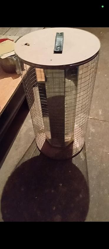 mese xoruzu: Salam. Güclü cins həyrati becələr satılır. Fərqli cinslərdi fərqli — 10