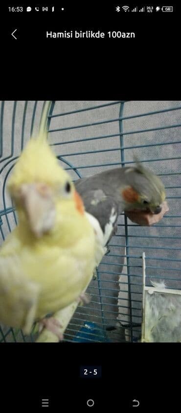 Bu tutquşu cütlüyü açıq sarı və boz rənglərdədir, hər ikisi də qırmızı