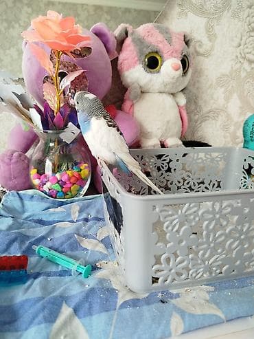 tovuzqusu satisi: Muhabbet quşu hədiyyə edilib mene, bilmirəm neçə yaşı var ekekdi — 2