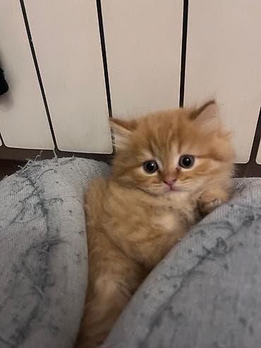 pisik şotland: Şotland — 9