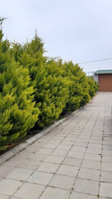 baki hovuzlu evler: 200 kv. m, 4 otaqlı, Qaz, İşıq, Su — 2